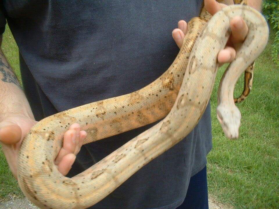 Hog Island Boas | Wiki | Snake Amino Amino