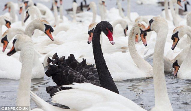 Black Swan is #MyPersonalPatronus Harry Amino
