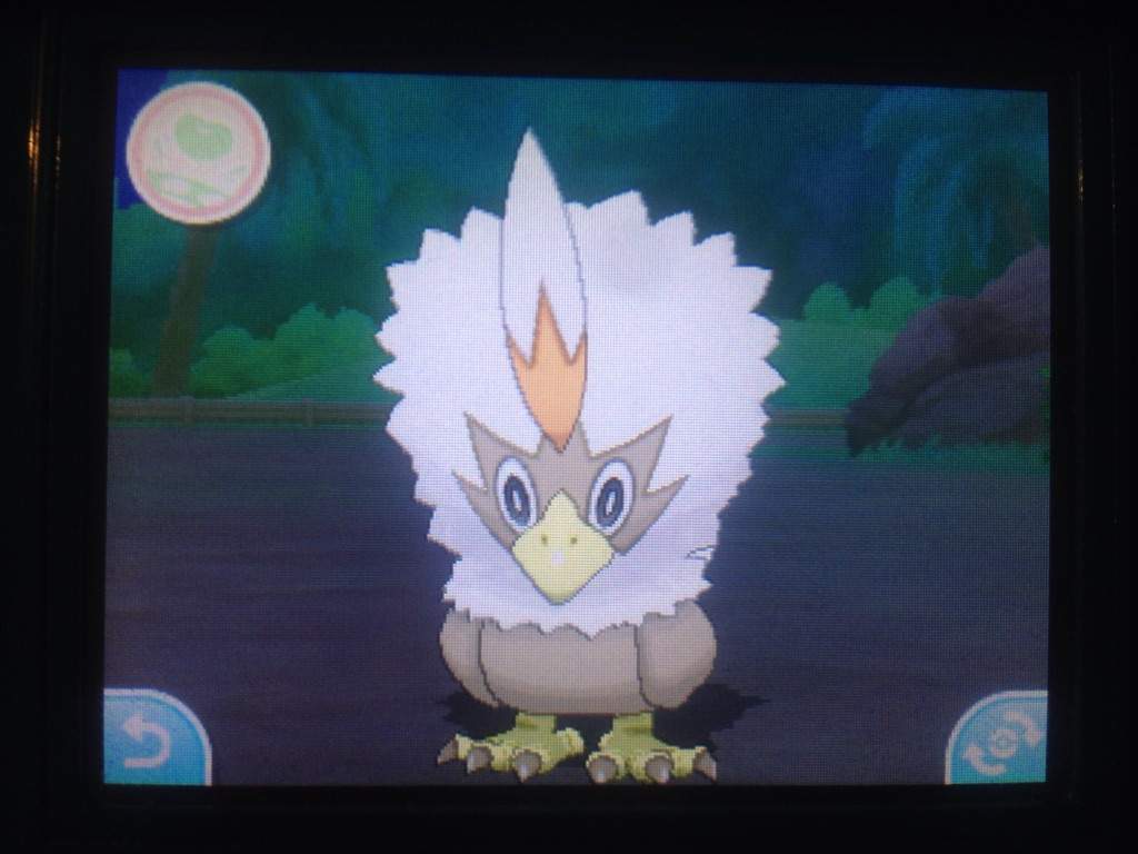 Shiny Rufflet Pokémon Amino