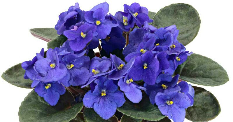 The African Violet and Its Magickal Properties | Pagans & Witches Amino