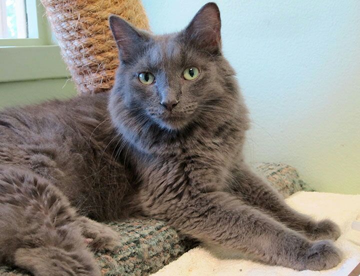 A Cat Named Luna Cats Amino A Cat Named Luna Cats Amino