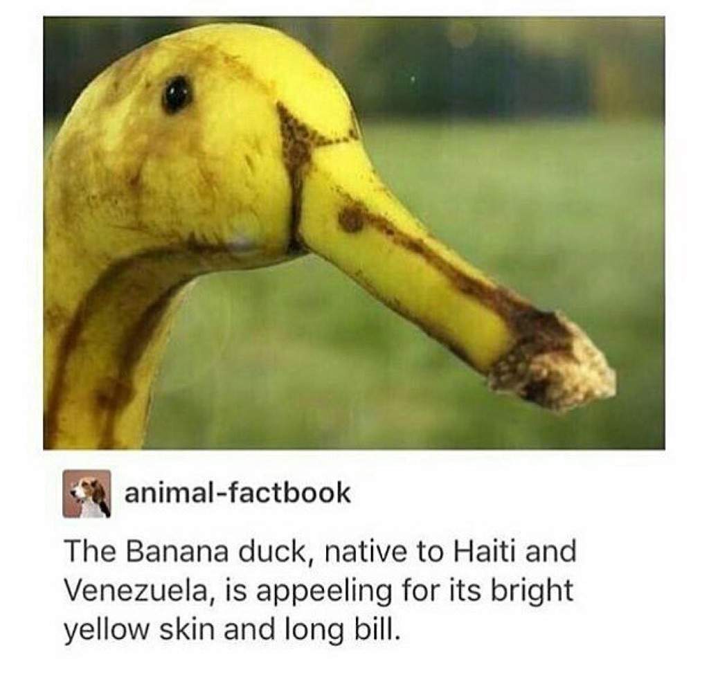 Banana duck.