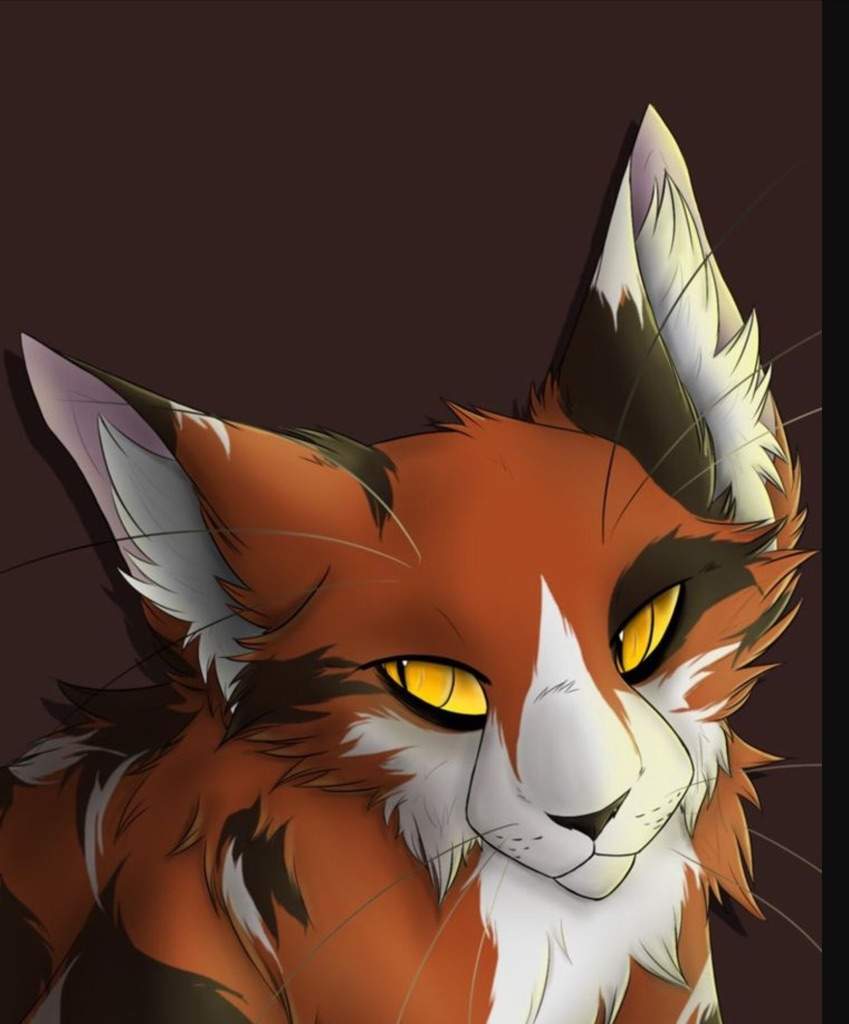 MapleShade Wiki Warriors Amino