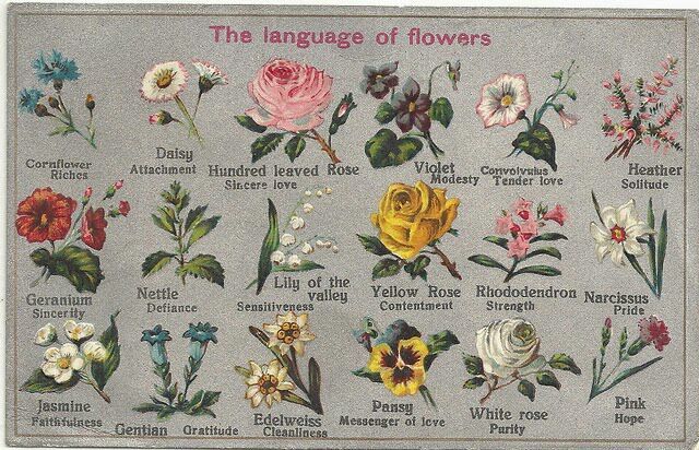 floriography the myths magic and language of flowers