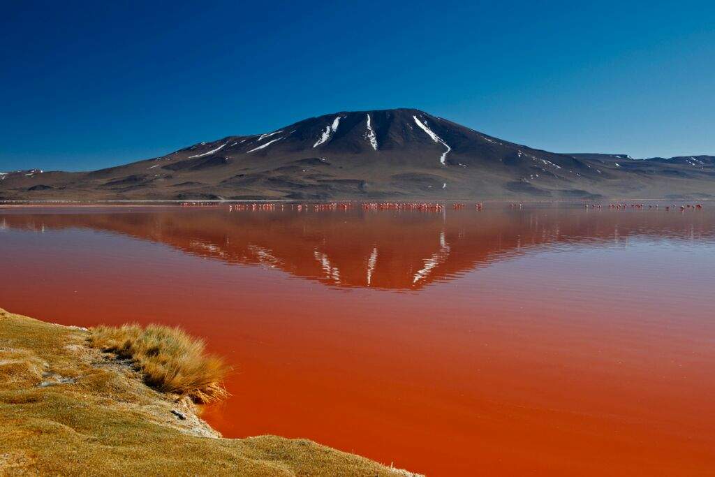 lake natron calcified animals hoax