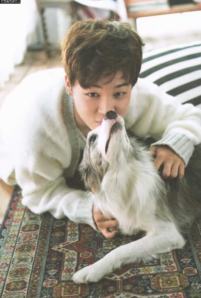 ♡Jimin with puppies♡ | K-Pop Amino