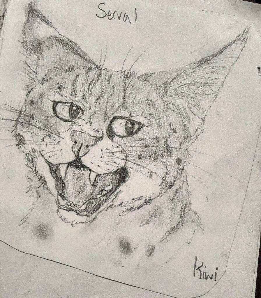 serval drawing