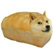 Um Pão Doge | Wiki | 🌳| Terraria Amino |🌳 Amino