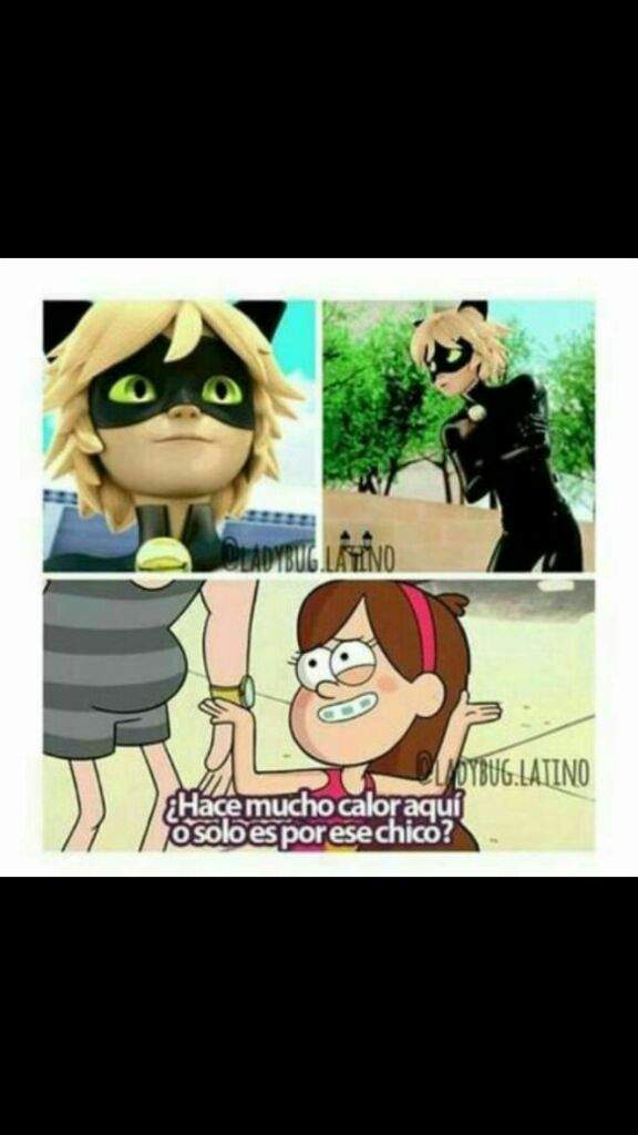 Memes De Chat Blanc Miraculous Ladybug En Espanol