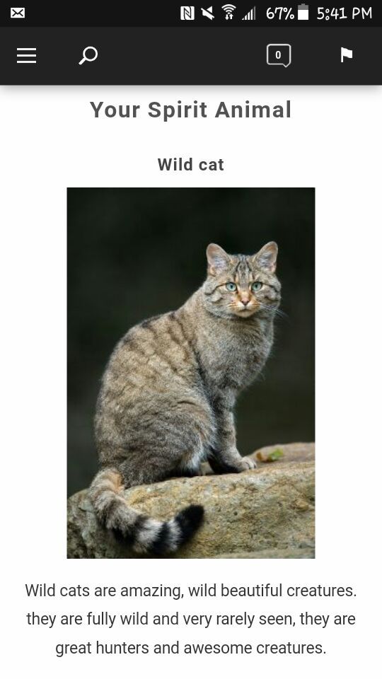 SpiritAnimal : Wild Cat | Mythology & Cultures Amino SpiritAnimal : Wild Cat | Mythology & Cultures Amino
