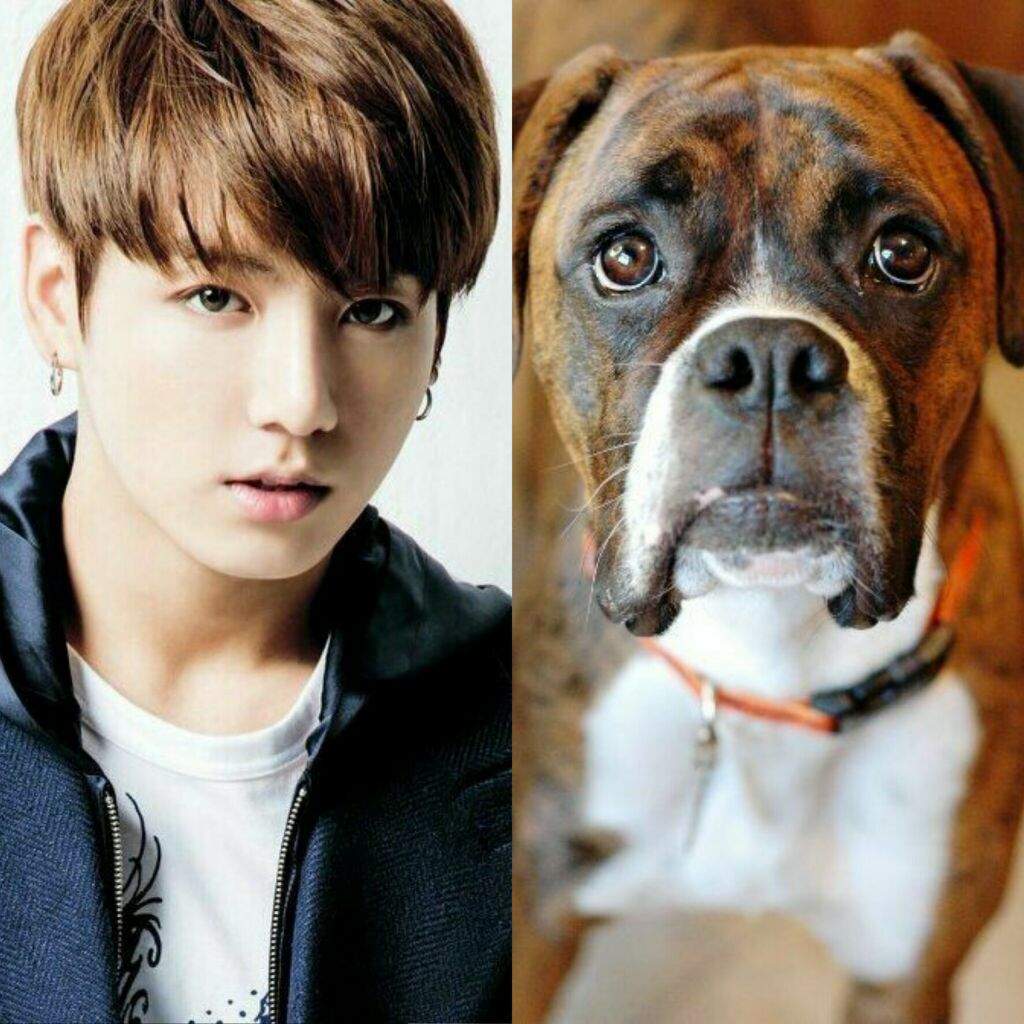 BTS MEMBERS AS DOGS | ARMY's Amino