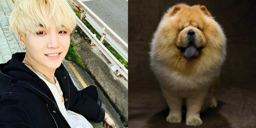 BTS MEMBERS AS DOGS | ARMY's Amino