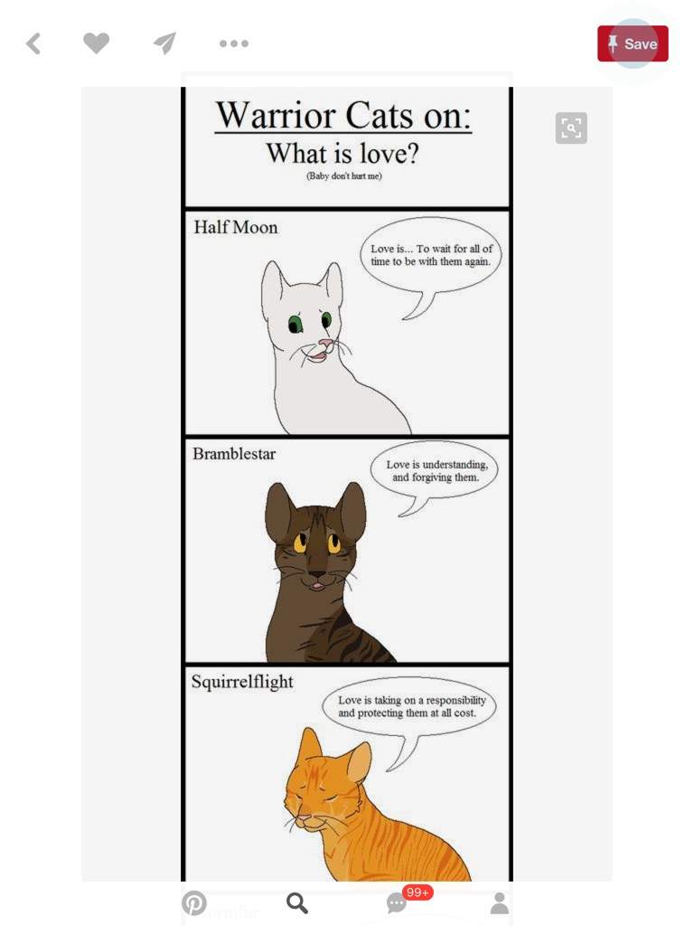 Cat Memes Warriors Amino