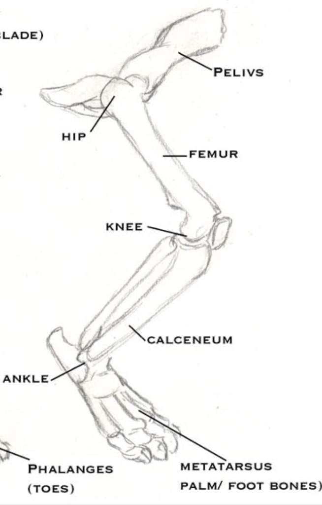 Cat Hind Leg Bone Anatomy Cinderpelt S Accident Warriors Amino