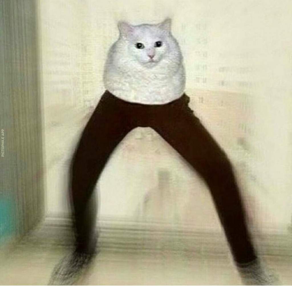 Cursed One Leg Cat Meme