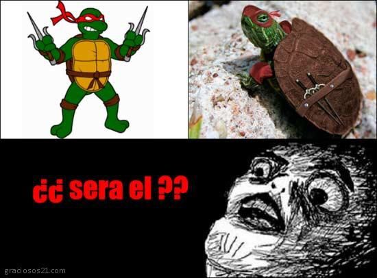 Memes de las tortugas ninja | ¤ TMNT en Español ¤ Amino