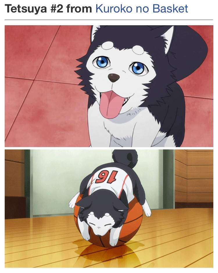 Top 20 cute anime dogs | Anime Amino
