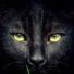 amino-Shadowfang (she-cat)-b6164c57