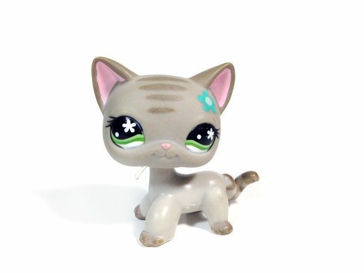 all lps shorthair cats