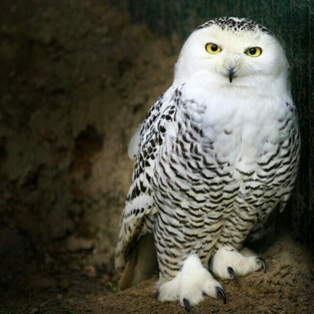 Hedwig's Story | Harry Potter Amino