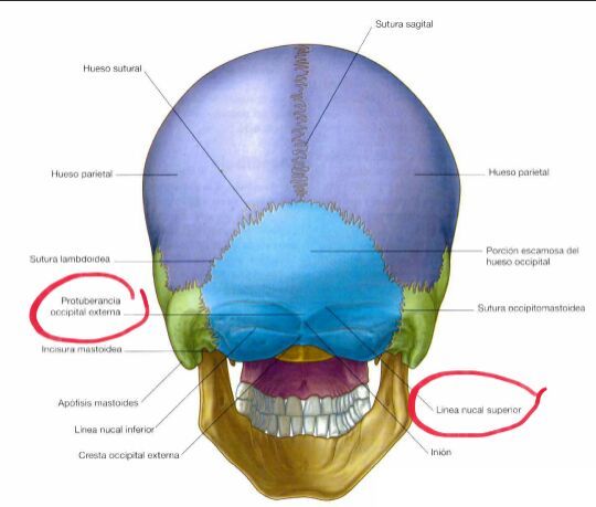 Músculos Superficiales De La Espalda | Medicina amino📚🔬 Amino