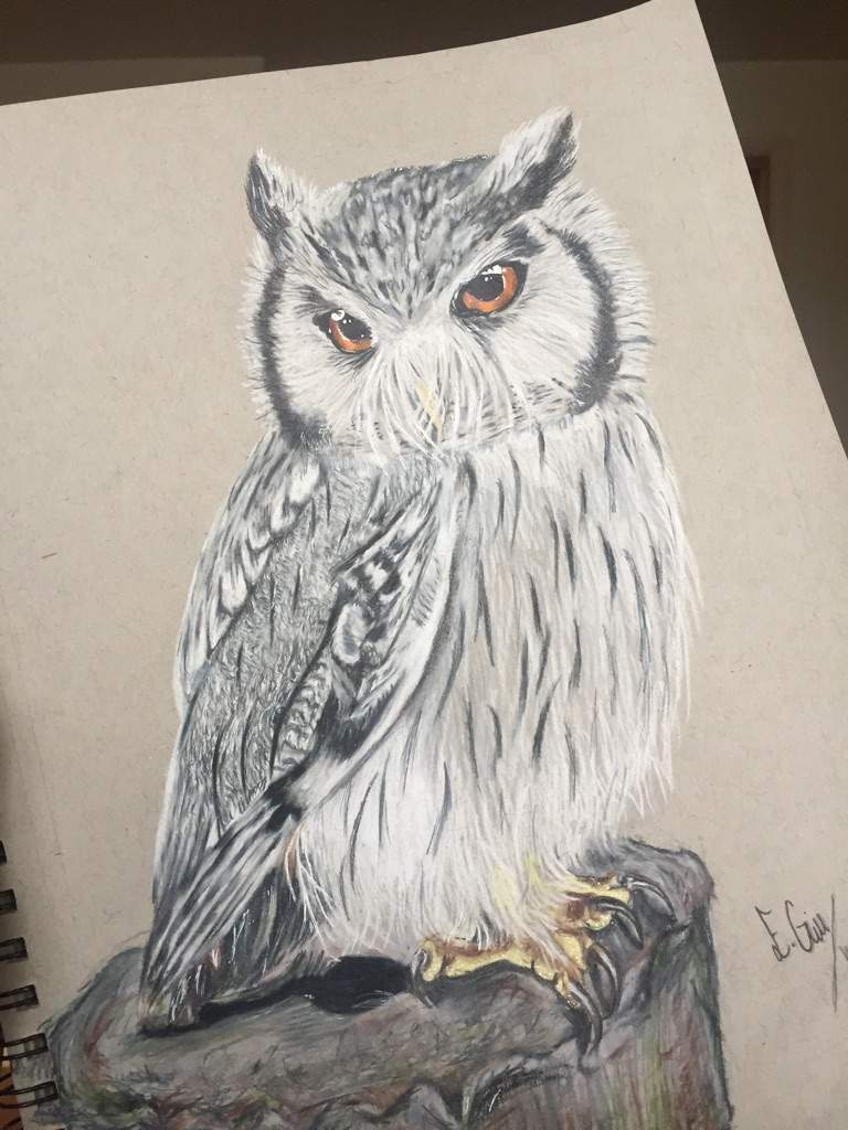 Fan Art- Owl | Harry Potter Amino