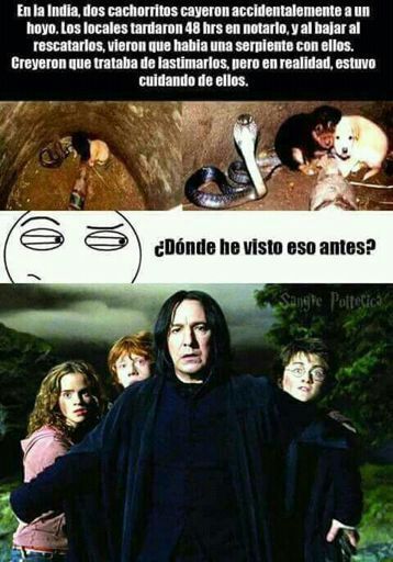 Chistes de Harry Potter Parte 27 | •Harry Potter• Español Amino