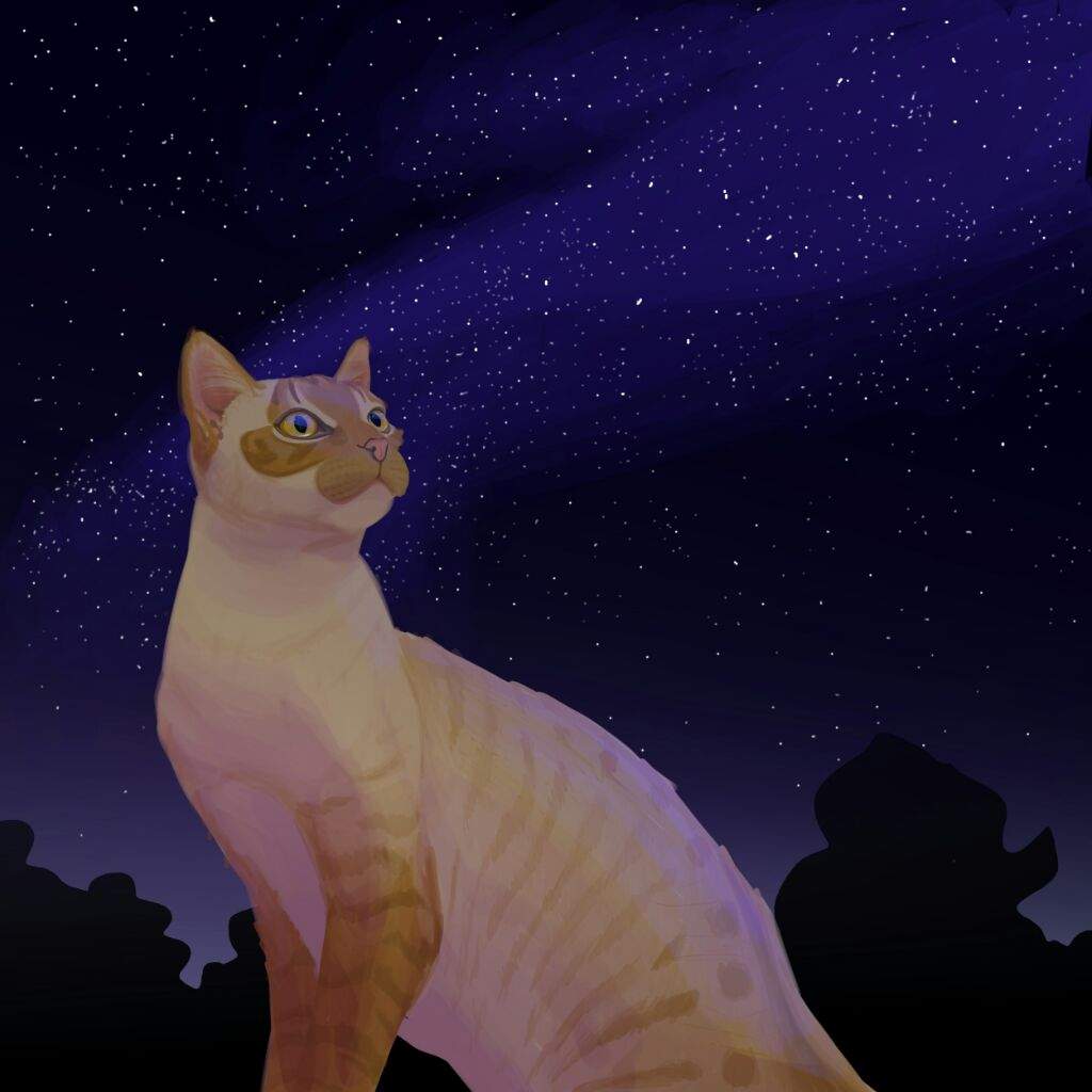 Космическая кошка кв