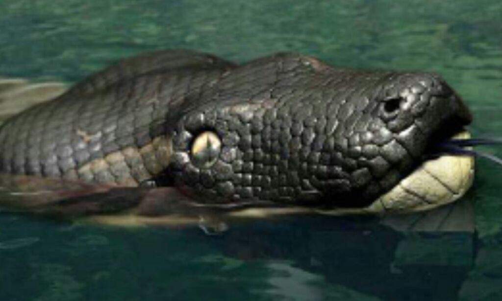 Titanoboa | Wiki | Prehistoric Amino! Amino