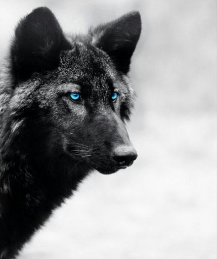 Kasper | Wiki | ༴ Wolf Pack RP Amino ༴ Amino