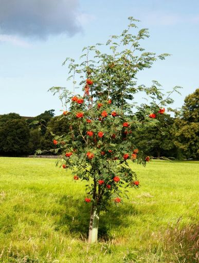 Rowan tree in mythology and folklore | Pagans & Witches Amino