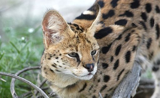 Serval | Wiki | Therians amino Amino