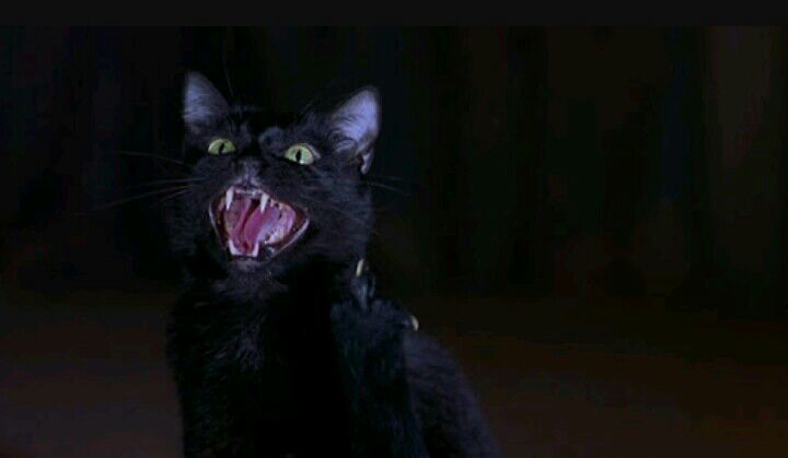 Myths You Didn't Know About Black Cats | Paranormal Amino