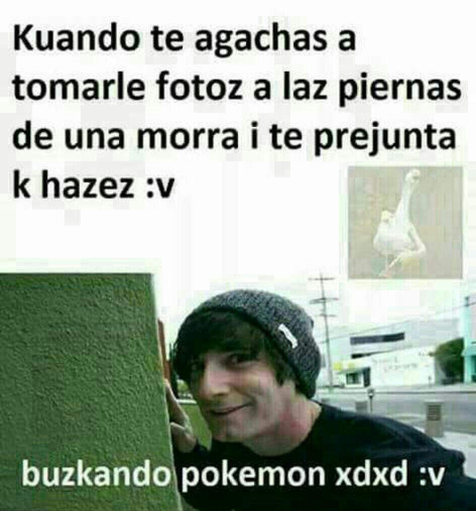 Memes De Pokemon Pokmon En Espaol Amino