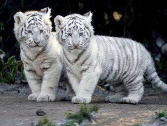 Tigre Branco | Wiki | ? Pets Em Geral ? Amino