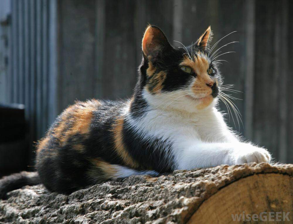 calico or tortoiseshell cat