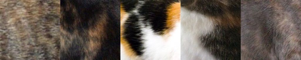 tortoise shell calico