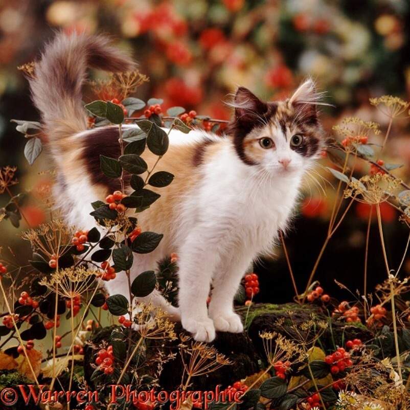 difference between tortoiseshell cat and calico