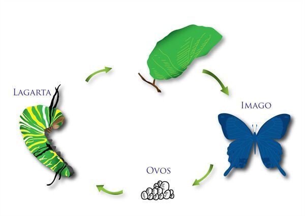 Ciclo De Vida Das Borboletas Universo Diverso Amino