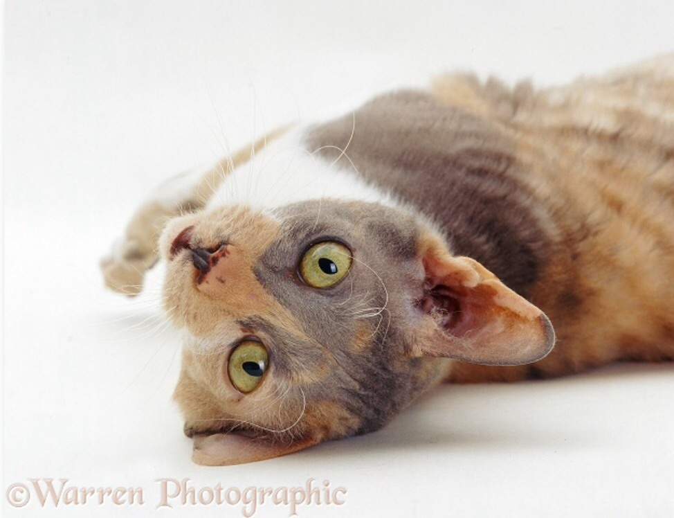 calico vs tortie