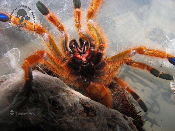 why-you-shouldnt-start-out-with-an-old-world-tarantula-pets-amino