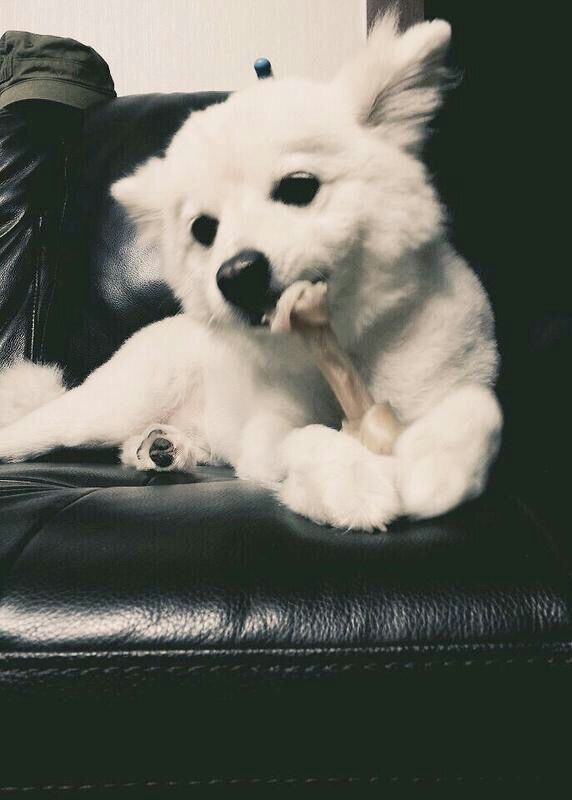 Rapmon - jooniee's dog | ARMY's Amino