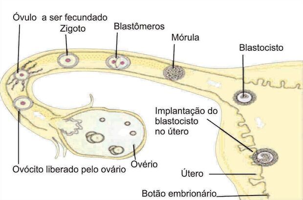 Embriologia Enem Amino Amino 