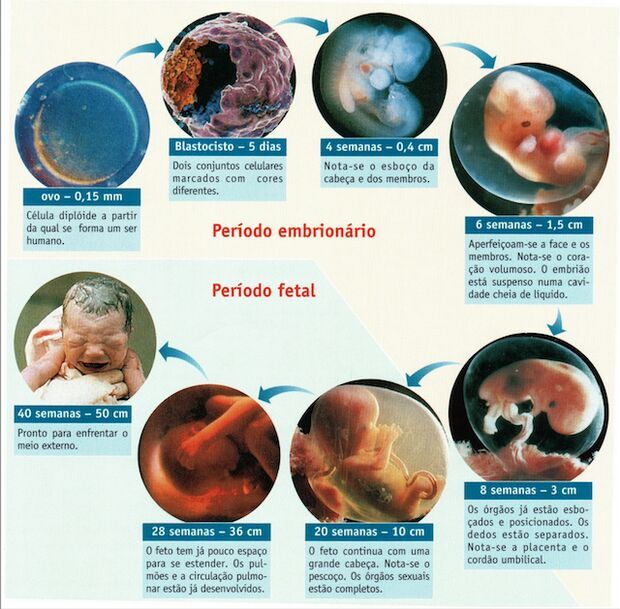 Embriologia Enem Amino Amino 