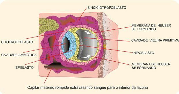 Embriologia Enem Amino Amino 