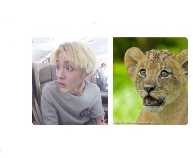 Baby Lion🐯 ft. Daddy Lion🦁 | NCT (엔시티) Amino