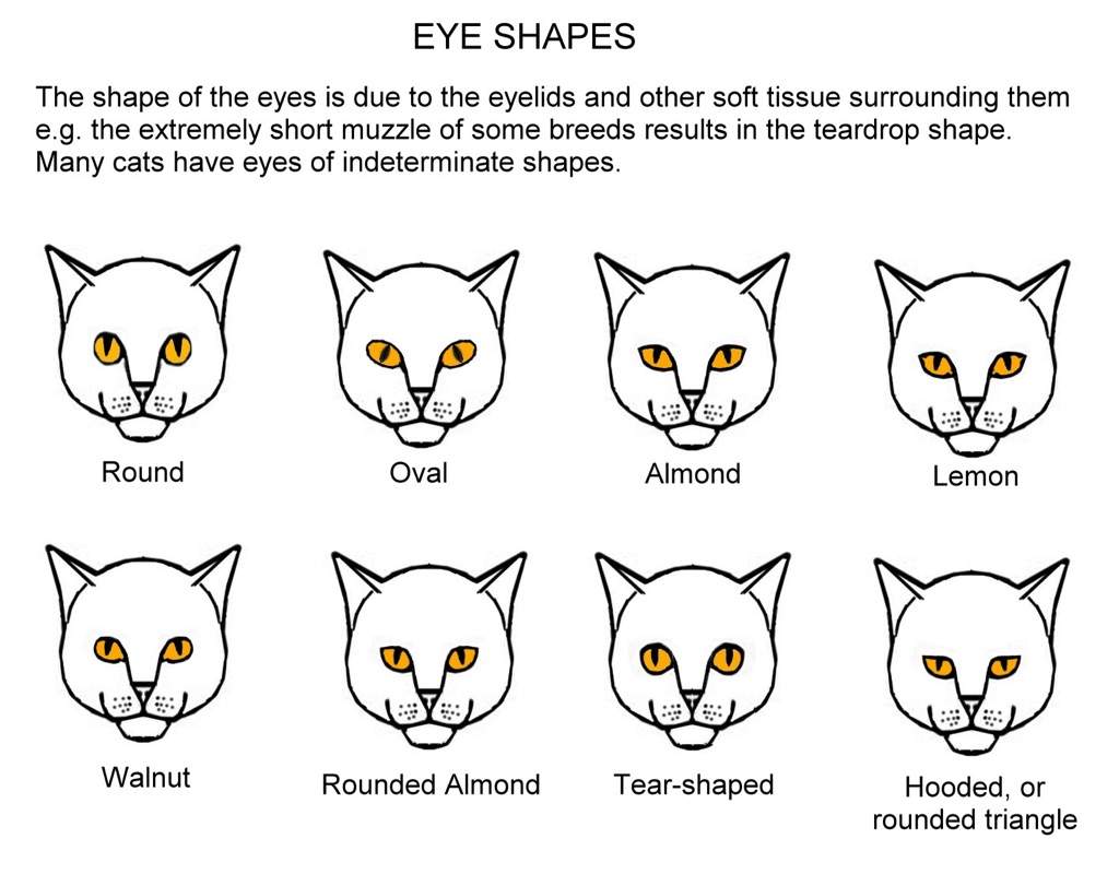 Epidemiology Eye Pigmentation Warriors Amino