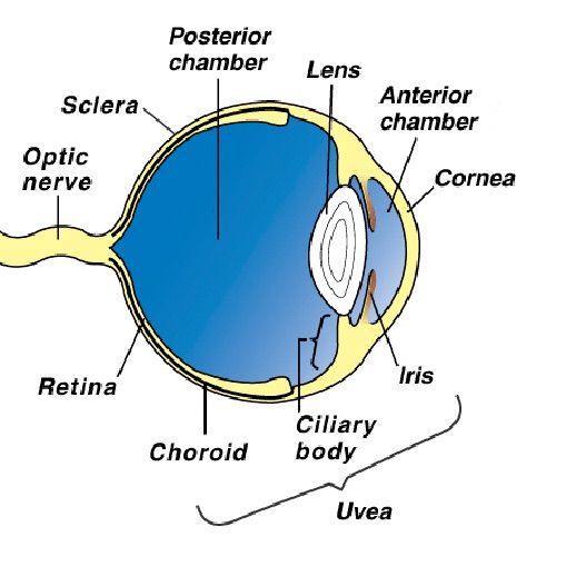 Epidemiology: Eye Pigmentation | Warriors Amino