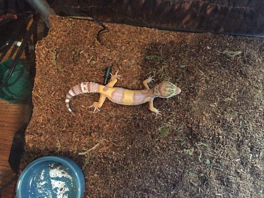 heat mat for leopard gecko