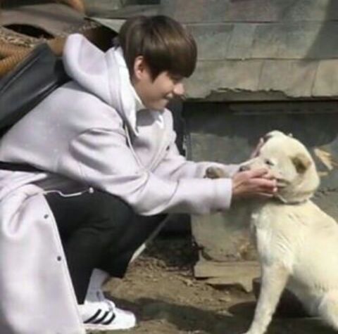 ⚫Tae Tae and his Dog ,Shoonshim⚫ | Kim Taehyung Amino